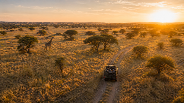 Wild Savannah Trip